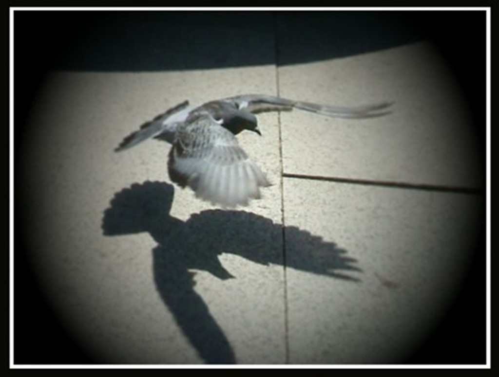 Fonte: http://objetivocantabria.eldiariomontanes.es/fotos-JoaquindelHoyo/artistica/sombras...al-vuelo_2-653707.html